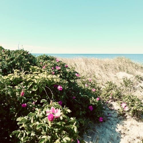 Beach Roses Walk