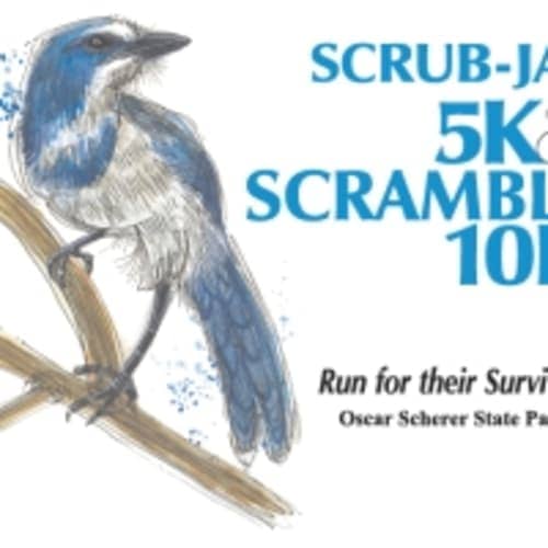 Scrub Jay Races