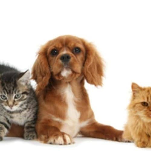 Stafford Veterinary Hospital Presents Tangi Animal Friends Wag, Walk & Run 5k & 1 Mile Dog Walk & Fun Run