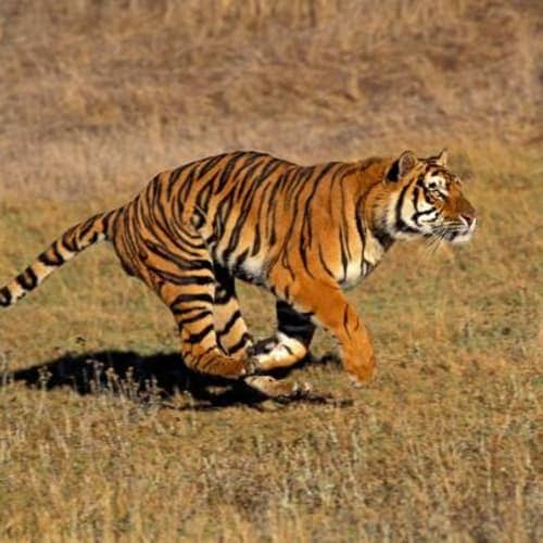 Tiger Run